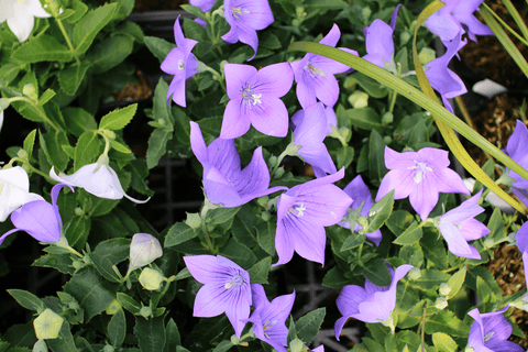 Chinese bellflower plant, toxic to pets.