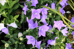 Chinese bellflower plant, toxic to pets.