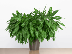 Chinese Evergreen plant, toxic to pets.