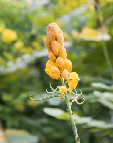 Christmas Candle plant, toxic to pets