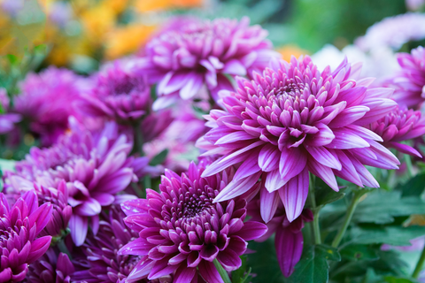 Chrysanthemum flower: toxic to rabbits.