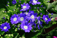 Cineraria plant: toxic to rabbits.