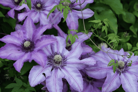 Clematis flower, poisonous to pets.