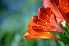 Clivia plant with red flowers, toxic to pets.