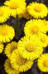 Coltsfoot flower, sometimes treat for rabbits