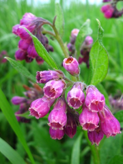 Comfrey plant: occasional rabbit treat for digestion.