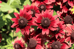 Vibrant cone flower, unsafe for rabbits.