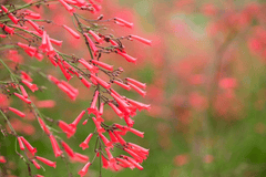 Coral plant: toxic shrub with red flowers