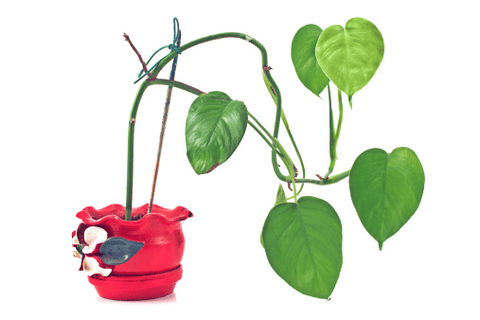 Cordatum plant: poisonous to rabbits and pets.