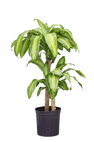 Corn plant: toxic to rabbits and cats