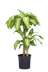 Corn plant: toxic to rabbits and cats