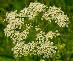 Cowbane: poisonous plant with white flowers. Avoid!