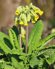 Cowslip flowers: toxic to rabbits