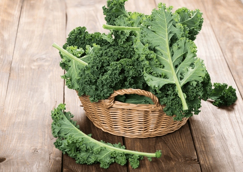 Curly kale leaves for rabbit treats.