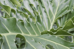 Toxic Cutleaf Philodendron for rabbits