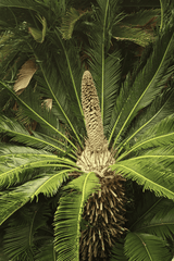 Toxic cycad plant: Poisonous to pets.