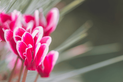 Cyclamen flower, toxic to rabbits.