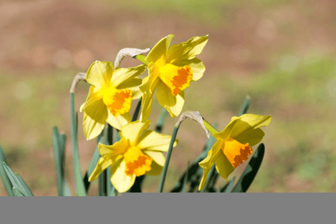 Daffodil flower, toxic to rabbits