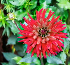 Dahlia flower: Toxic to rabbits and pets.