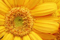 Daisy flower, safe rabbit treat.