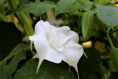 Toxic Datura plant: keep pets away.