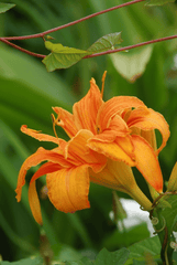 Day lily flower: toxic to rabbits