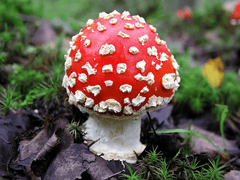 Deadly Amanita mushroom: Avoid at all costs.