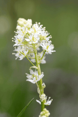 Death Camas: toxic plant for pets.