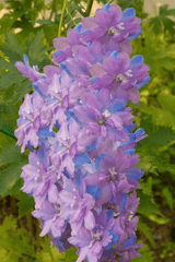 Delphinium flower: toxic to rabbits.