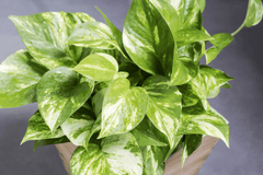 Poisonous Devil's Ivy plant – avoid!
