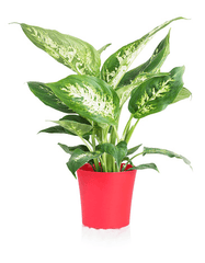 Dieffenbachia: Toxic houseplant, avoid eating.