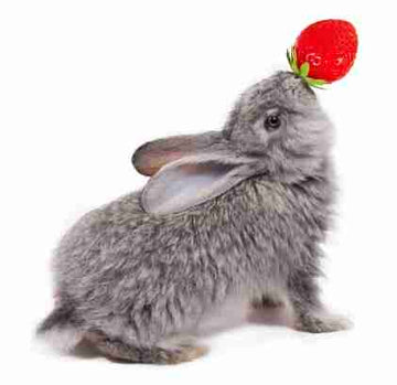 Healthy Rabbit Treats for Hoppy Pets
