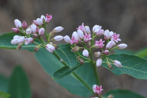 Poisonous Dogbane plant for pets