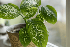Dumb Cane plant: Poisonous to pets.