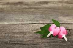 Dutchman's breeches: toxic wildflower for pets