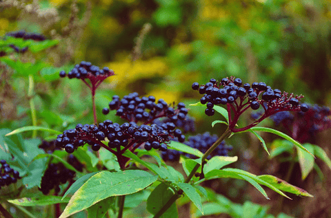 Elderberry plant: toxic to rabbits