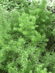 Emerald Feather: Poisonous plant to avoid