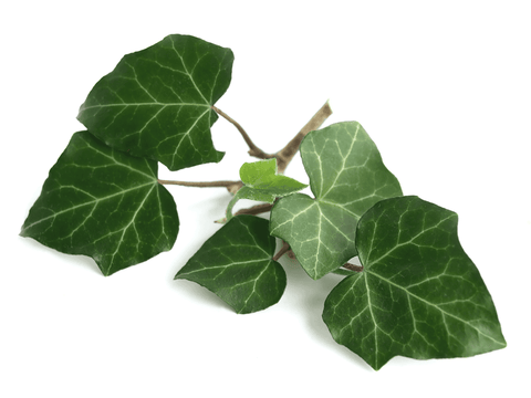 Poisonous English ivy for rabbits.