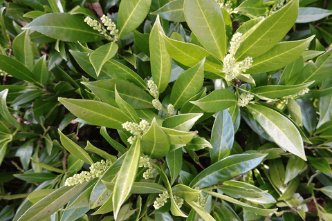 English Laurel shrub: toxic to pets