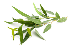 Toxic eucalyptus leaves for rabbits