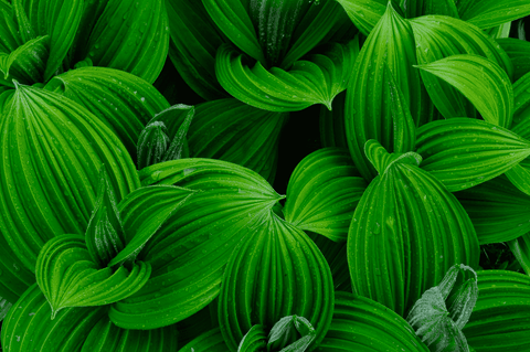 Poisonous False Hellebore plant: toxic to pets.