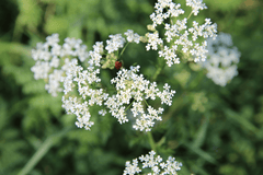 False Parsley plant, toxic to pets.