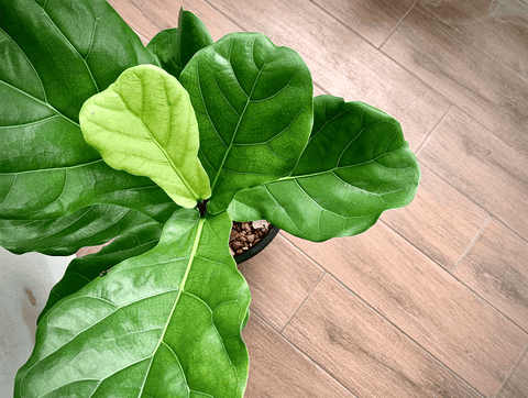 Fiddle Leaf Fig: Poisonous plant for rabbits