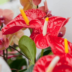 Flamingo plant: toxic to pets.