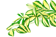 Florida Beauty plant: Toxic to rabbits