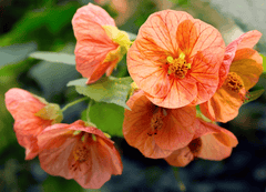 Toxic flowering maple plant with colorful blooms.