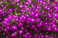 Flowering tobacco: toxic plant for rabbits.
