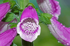 Foxglove plant: Poisonous to rabbits