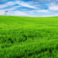 Fresh lawn grass for pet treats