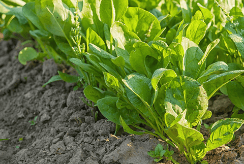 Garden sorrel plant: Toxic to rabbits.
